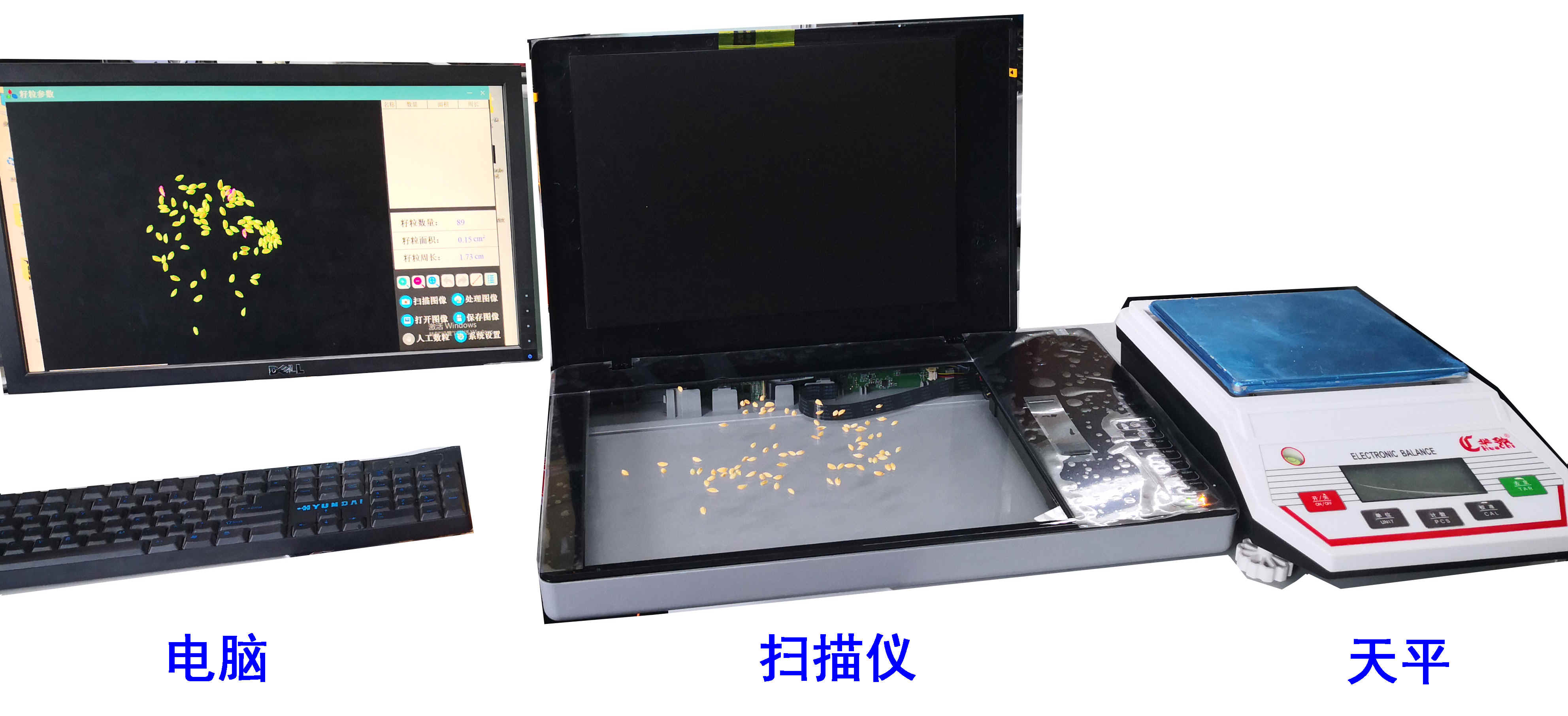 掃描式考種儀\千粒重儀\種子表型儀